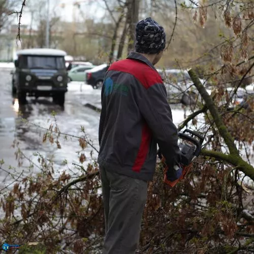 Убираем повалившиеся деревья
